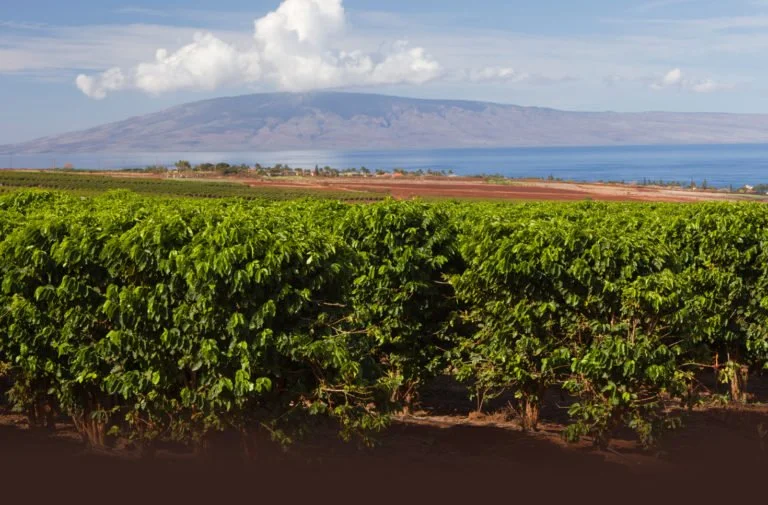 kona coffee banner