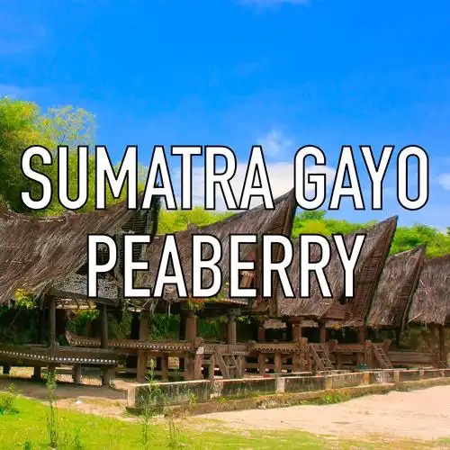 Sumatra Gayo Peaberry Coffee, Volcanica