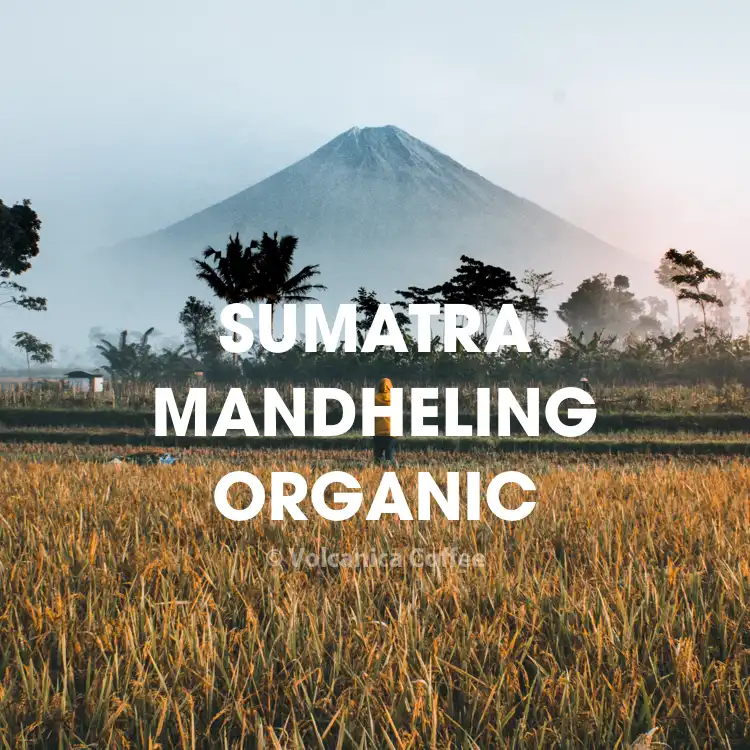 Sumatra Mandheling Coffee, Organic