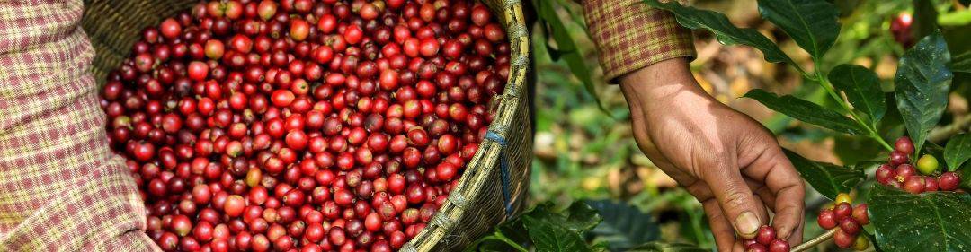 What is Direct Trade Coffee and Where Can You Find It?