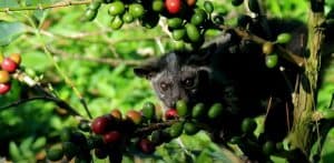 Civet Cat Coffee Cherries