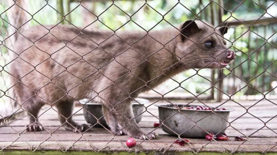 Kopi Luwak - The Most Intriguing, Disturbing, Expensive Coffee in the World  