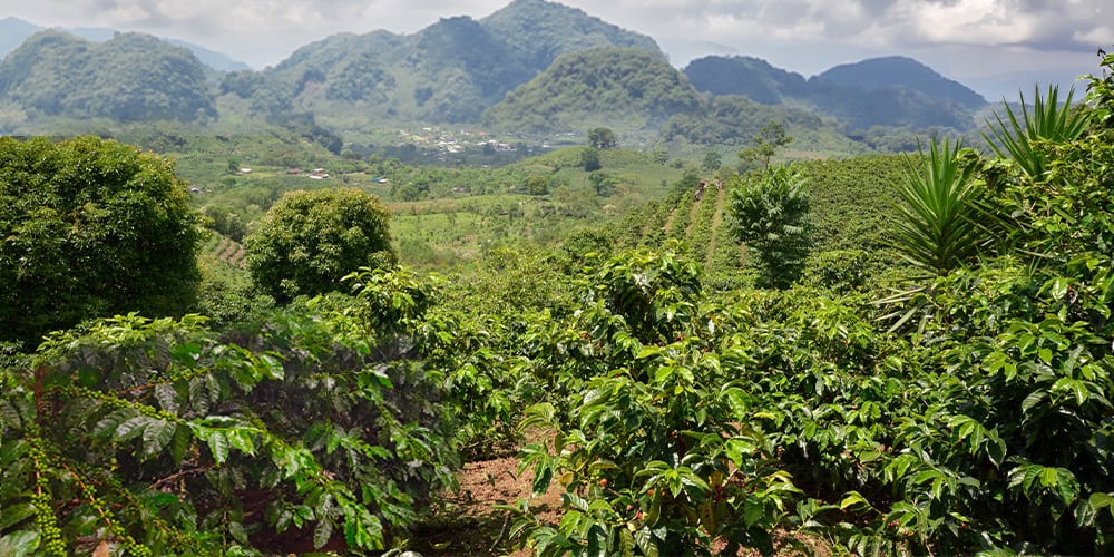 Robusta Coffee Plantation