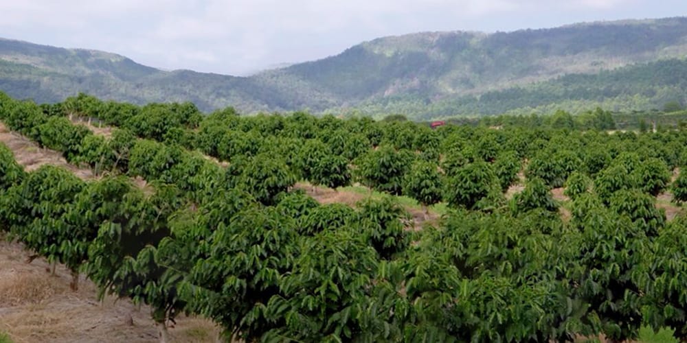 Arabica Coffee Plantation