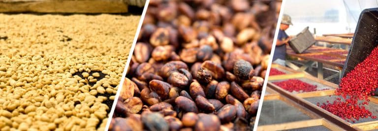 Coffee Processing Methods Compared – Natural or Dry, Washed, Honey, & More