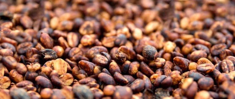 What is Honey Processing Method? Pulped Natural Coffee Process Explained