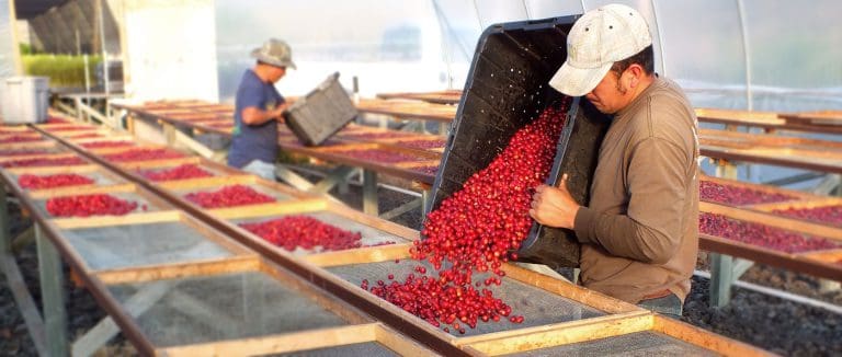 Natural Coffee Processing Method Explained – What Makes Dry Coffee Beans Different?
