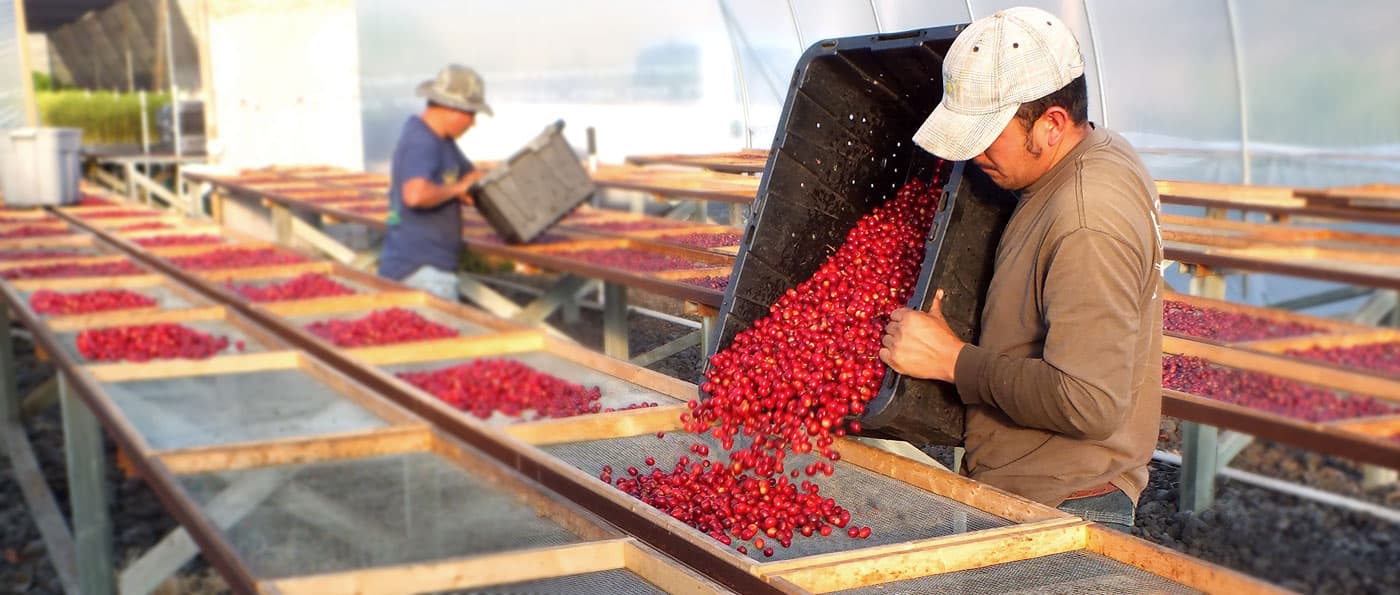 Natural Coffee Processing Featured