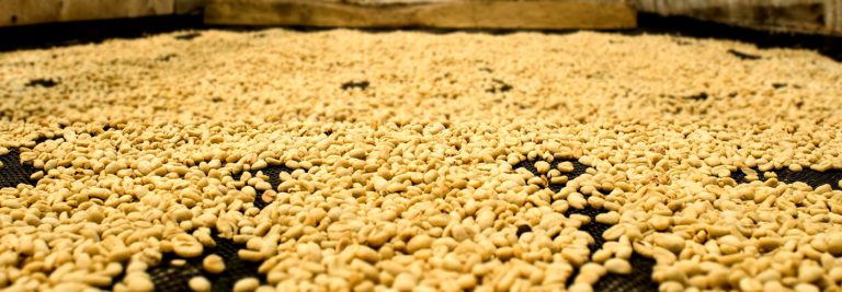 What is Washed Coffee Processing Method? The Wet Process Explained