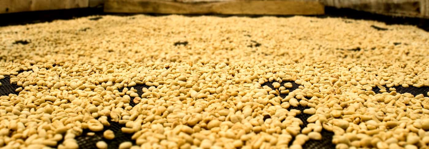 Washed Coffee Processing Featured