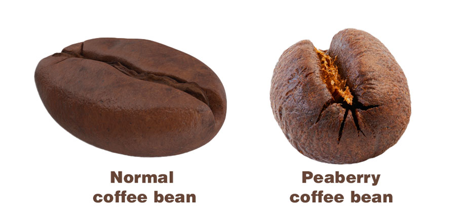 Normal Vs Peaberry Coffee Bean