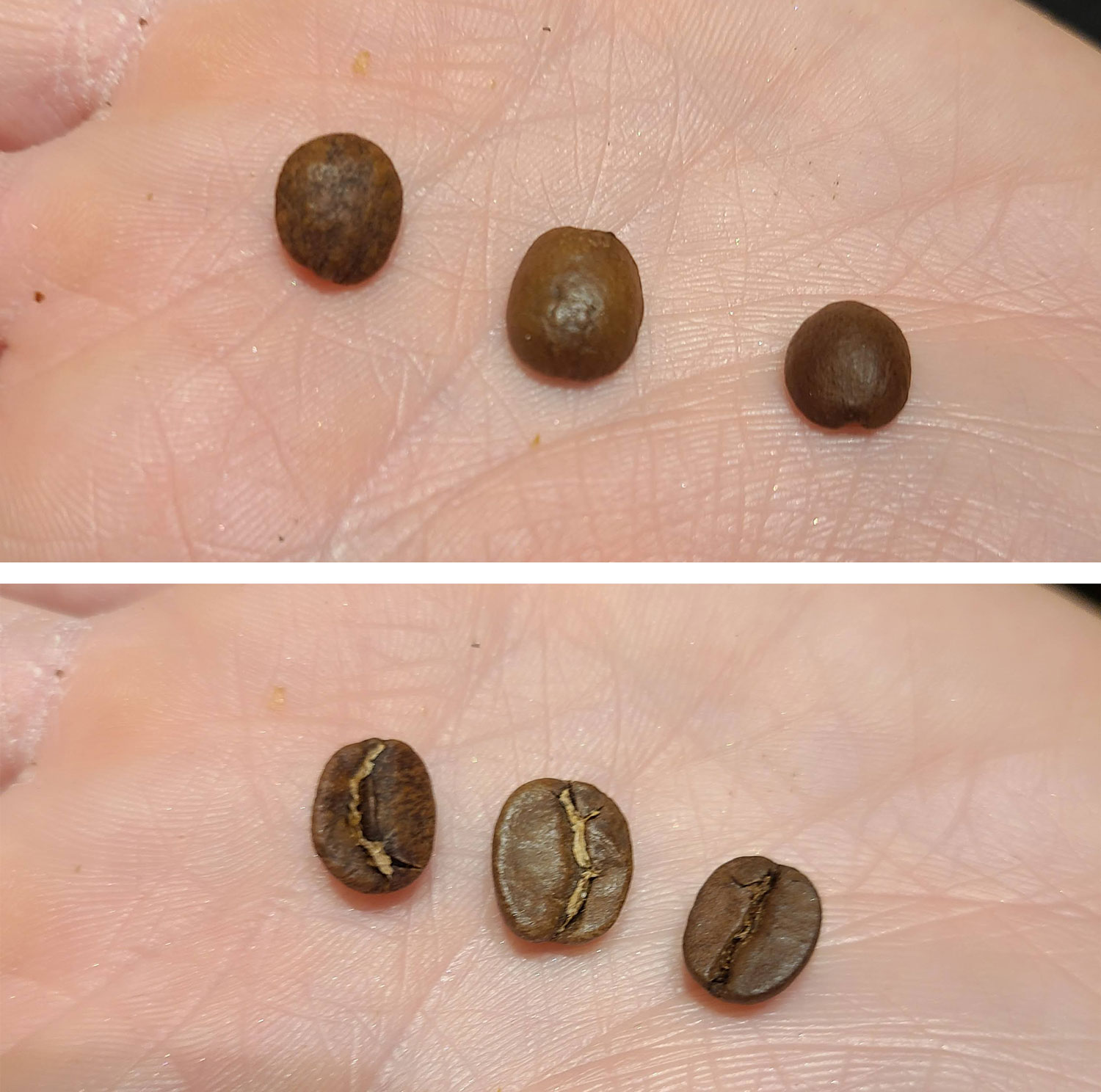 Wet Vs Cherry Vs Dry Coffee Processed Beans