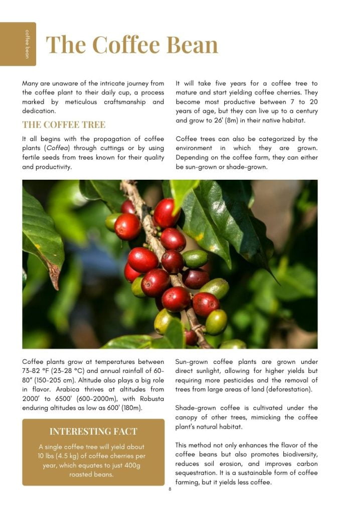 Book About Coffee Beans Sample Page
