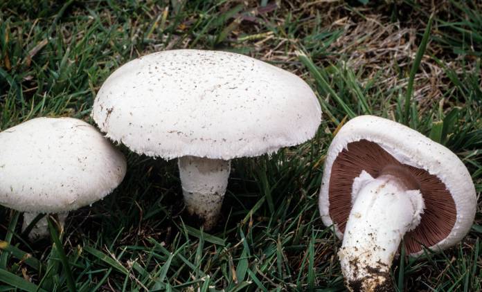 Agaricus Mushroom