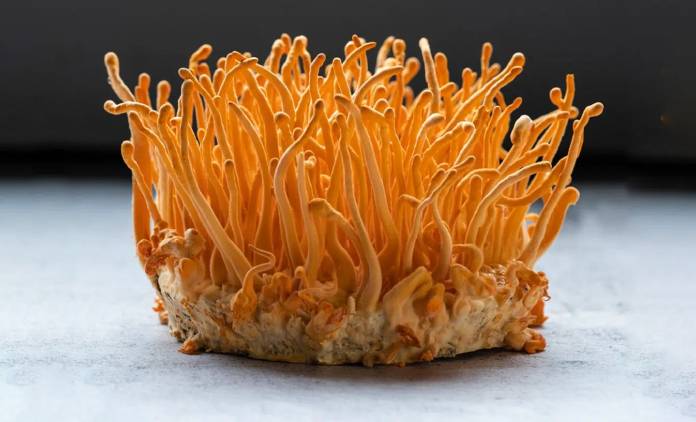 Cordyceps Mushroom