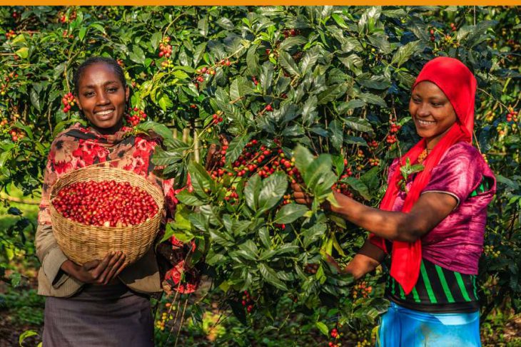 Evolution Of Ethiopian Coffee From Wild Berries To World Class Brews ...