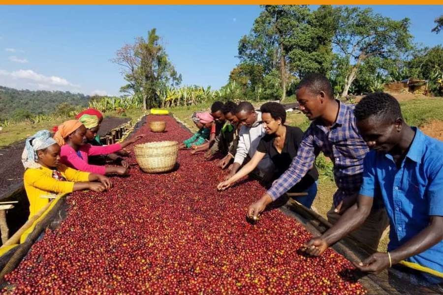 Ethiopia Coffee Plantation Workers