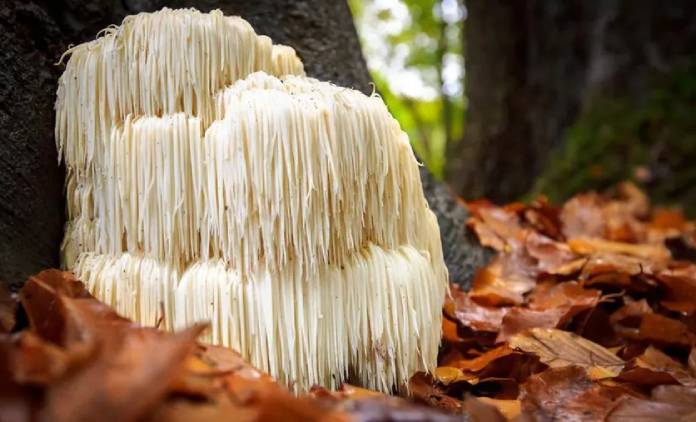 Lions Mane Mushroom