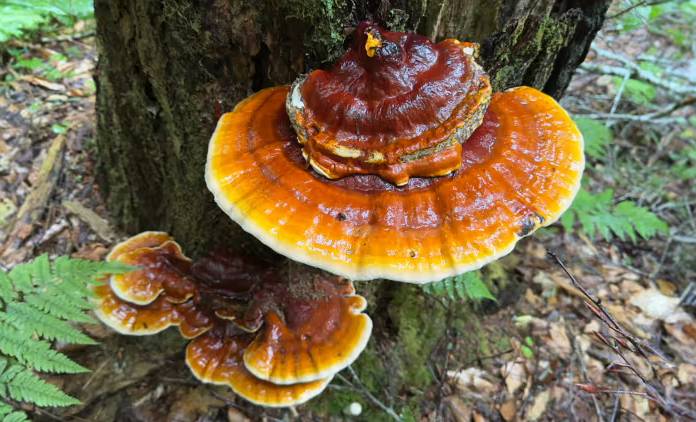 Reishi Mushroom